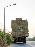 Rear view of many bales of rice straw piled on top of each other and tied with ropes. photo