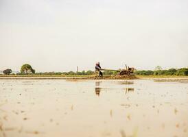 Low angle view, farmer is driving walk-behind tractor to plow water-filled muddy soil. photo