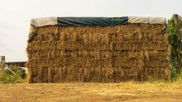 A low angle view. Heaps of straw bales taken from the harvested rice fields stacked. photo