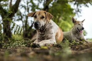 Low view, white-brown Thai dog lying and staring hungry. photo