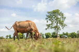 A view of a muddy brown Thai cow grazing during the day on the ground. photo