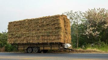 Side view of rice straw bales piled on top of each other and tied with ropes. photo