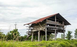 Low angle view through grassy weeds to the ruins of an old crumbling and decaying wooden hut. photo