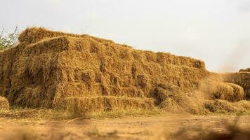 Low angle view. Heaps of straw bales from harvested rice fields piled up in dense rows. photo