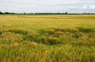 Panoramic view Many weeds grow over land in rice farming. photo