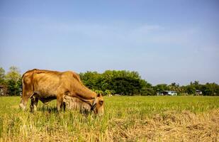 Close-up low angle view of Thai cattle grazing on rice stubble. photo