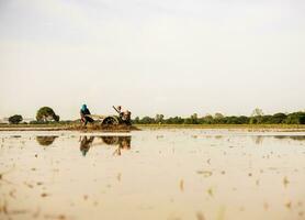 Low angle view, farmer is driving walk-behind tractor to plow water-filled muddy soil. photo