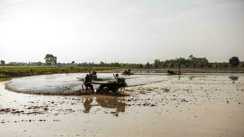 Low angle view, farmer is driving walk-behind tractor to plow water-filled muddy soil. photo