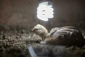 Blurred low angle view. A young yellow chick sits on the fertilized ground within a brown ray. photo