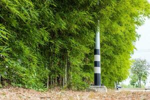 Scenery of bamboo groves fertile with many small green leaves growing. photo