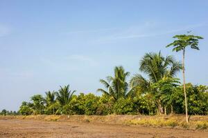 Views of groves and coconut palms thrive on the mounds. photo