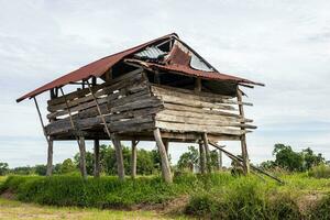 Low angle view through grassy weeds to the ruins of an old crumbling and decaying wooden hut. photo