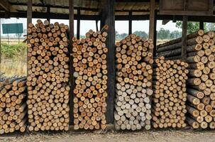 A background of many logs of eucalyptus trees stacked in rows. photo