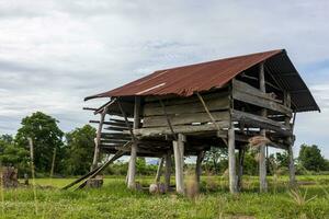 Low angle view through grassy weeds to the ruins of an old crumbling and decaying wooden hut. photo