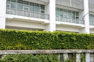 The view behind a wall of green hedges stretches on a concrete embankment platform. photo