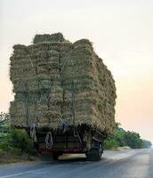 Rear view of many bales of rice straw piled on top of each other and tied with ropes. photo