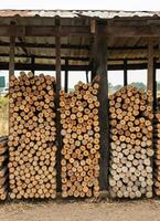 A background of many logs of eucalyptus trees stacked in rows. photo