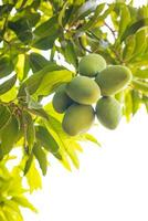 bajo ángulo ver de un manojo de inmaduro verde mango frutas colgando desde ramas y su hojas. foto