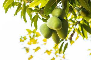 Low angle view of a bunch of unripe green mango fruits hanging from branches and their leaves. photo