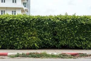 A low-angle view of a wall of small green hedges stretching along the side of the footpath. photo