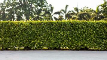 The background view of the wall of the fence, the decorative foliage growing in the garden. photo