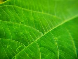 close up macro texture of green leaves for background photo