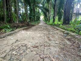 Old texture need repair Damaged plantation road photo