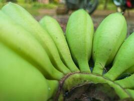 manojo de verde bananas en el jardín. plátano awak agrícola plantación foto