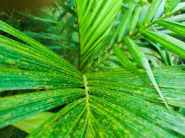 close up of palm leaves with dew drops photo