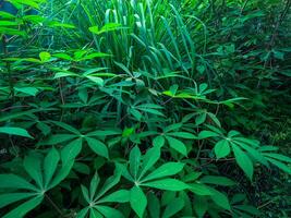 mandioca hoja plantas con un verde apariencia son adecuado para el antecedentes foto