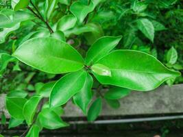 flat lay photo of leaves in green tone