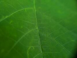 close up macro texture of green leaves for background photo