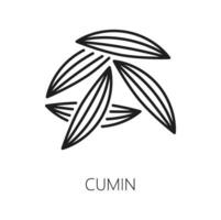 Cumin or caraway seeds isolated culinary herb icon vector