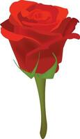 Red rose isolated on white background vector