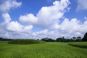 Landscape view of the grain  rice plant field under the white cloudy blue sky photo