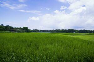 Landscape view of the grain  rice plant field under the white cloudy blue sky photo