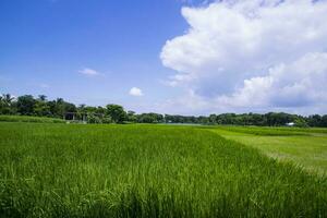 Landscape view of the grain  rice plant field under the white cloudy blue sky photo