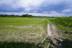 Landscape view of the grain  rice plant field under the white cloudy blue sky photo