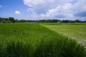 paisaje ver de el grano arroz planta campo debajo el blanco nublado azul cielo foto