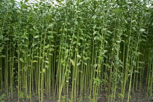 Green Raw Jute Plant pattern texture  can be used as a background wallpaper photo