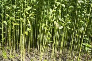 Green Raw Jute Plant pattern texture  can be used as a background wallpaper photo