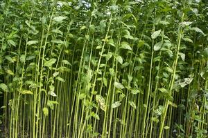 Green Raw Jute Plant pattern texture  can be used as a background wallpaper photo