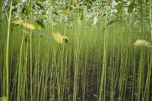 Green Raw Jute Plant pattern texture  can be used as a background wallpaper photo