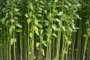 verde crudo yute planta modelo textura lata ser usado como un antecedentes fondo de pantalla foto