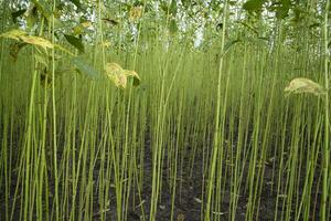 Green Raw Jute Plant pattern texture  can be used as a background wallpaper photo