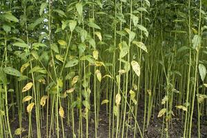 Green Raw Jute Plant pattern texture  can be used as a background wallpaper photo