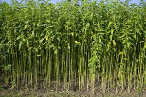 Green Raw Jute Plant pattern texture  can be used as a background wallpaper photo