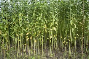 Green Raw Jute Plant pattern texture  can be used as a background wallpaper photo