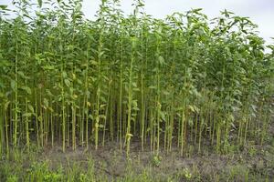 Jute plants growing in a field in the countryside of Bangladesh photo