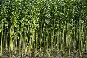 Green Raw Jute Plant pattern texture  can be used as a background wallpaper photo